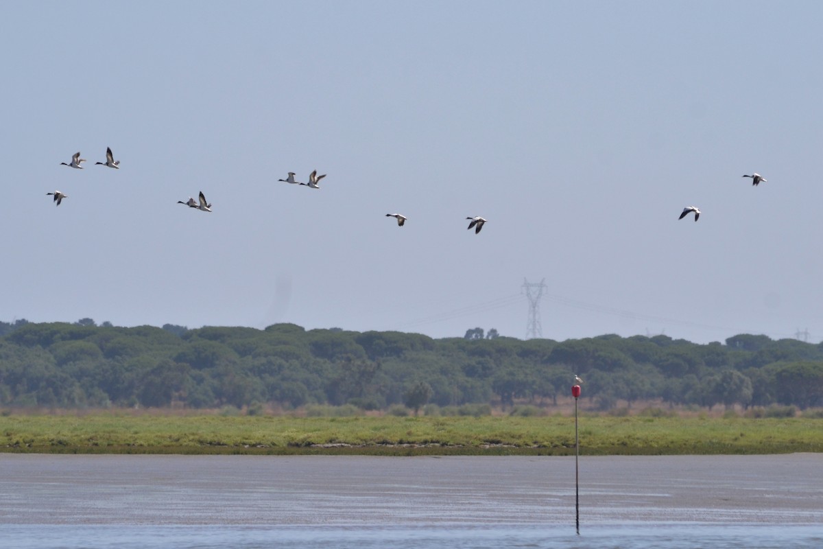 Common Shelduck - ML620376326