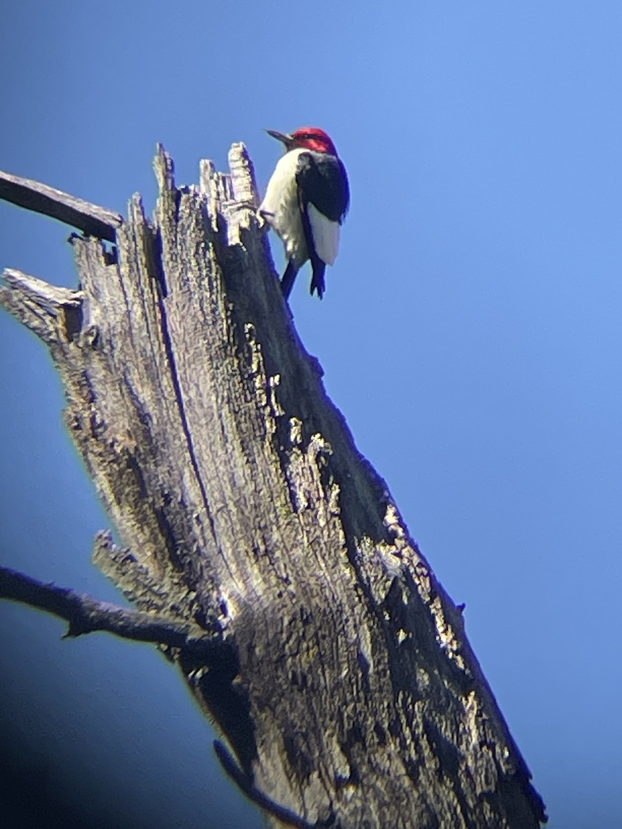 Red-headed Woodpecker - ML620376332