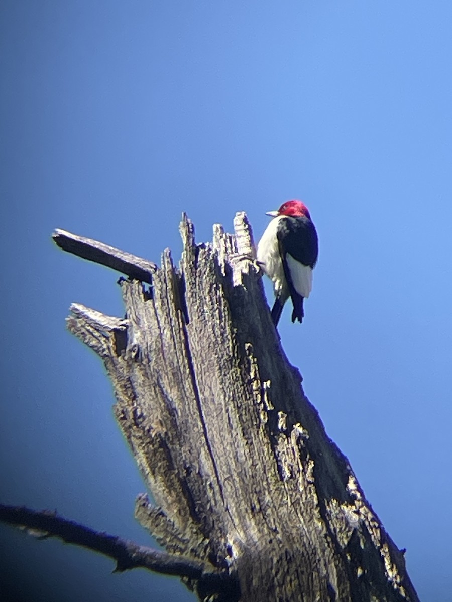 Red-headed Woodpecker - ML620376333