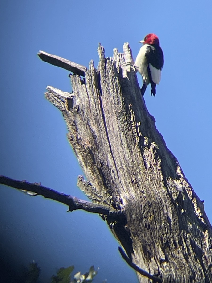 Red-headed Woodpecker - ML620376334