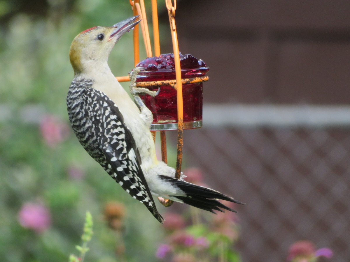 Golden-fronted Woodpecker - ML620376343