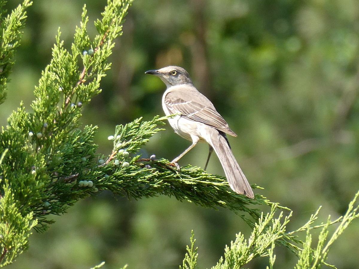 Northern Mockingbird - ML620376353