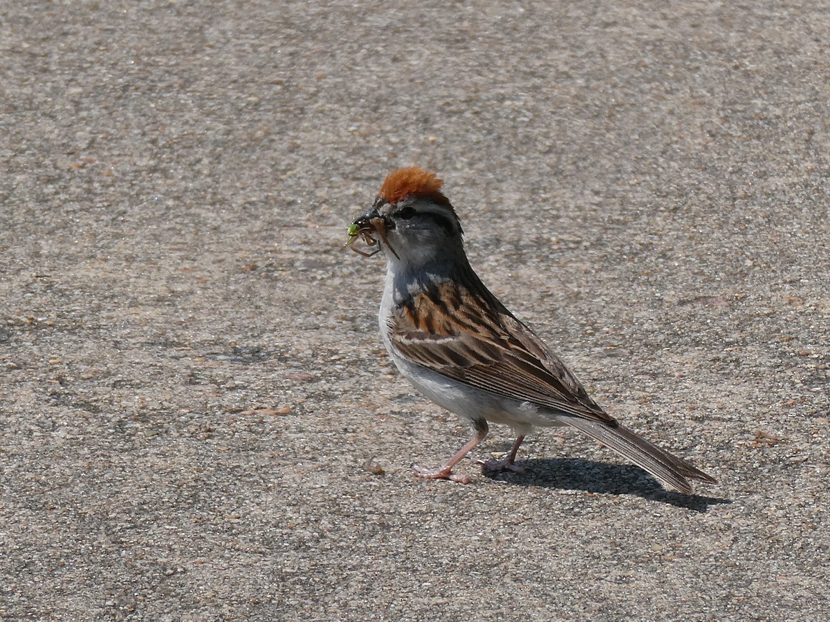 Chipping Sparrow - Deborah Woody