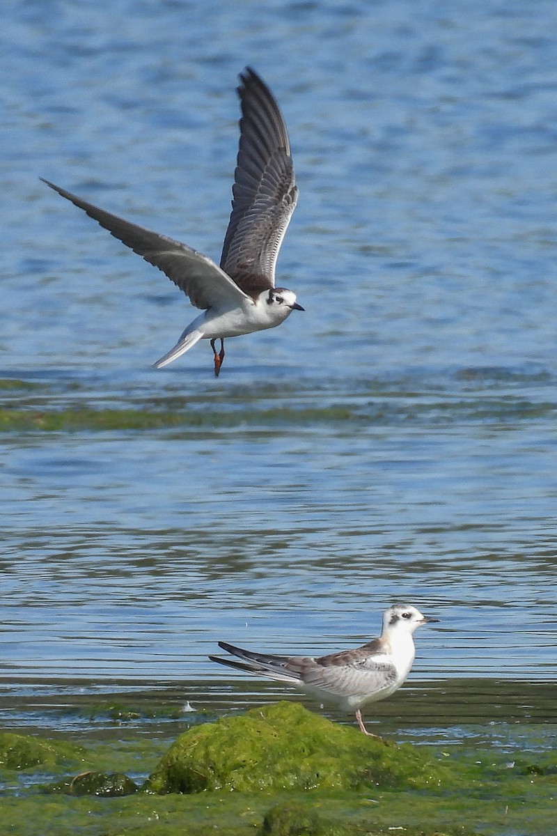 White-winged Tern - ML620376364