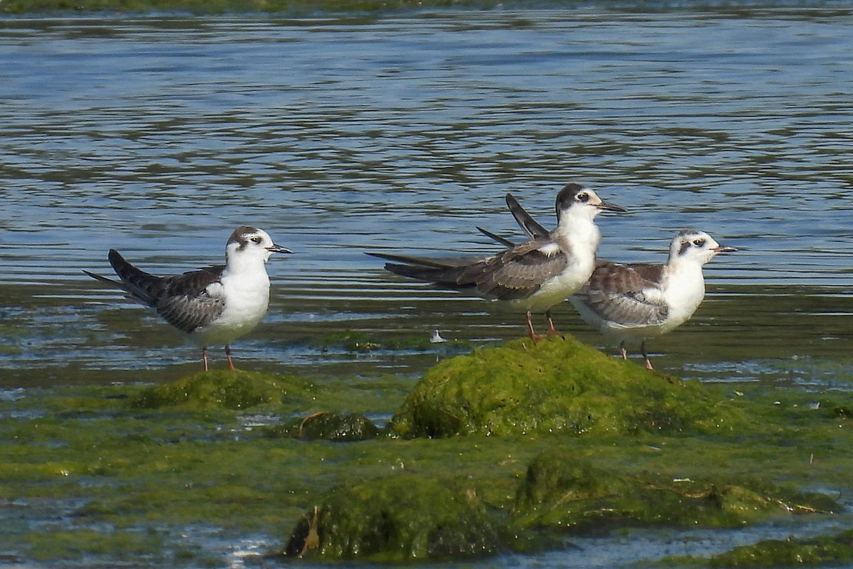 White-winged Tern - ML620376365