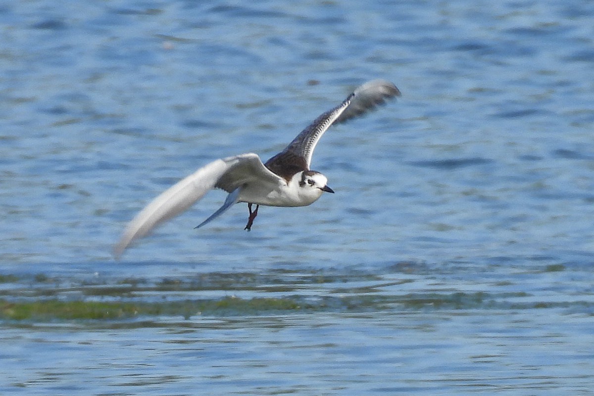 White-winged Tern - ML620376366