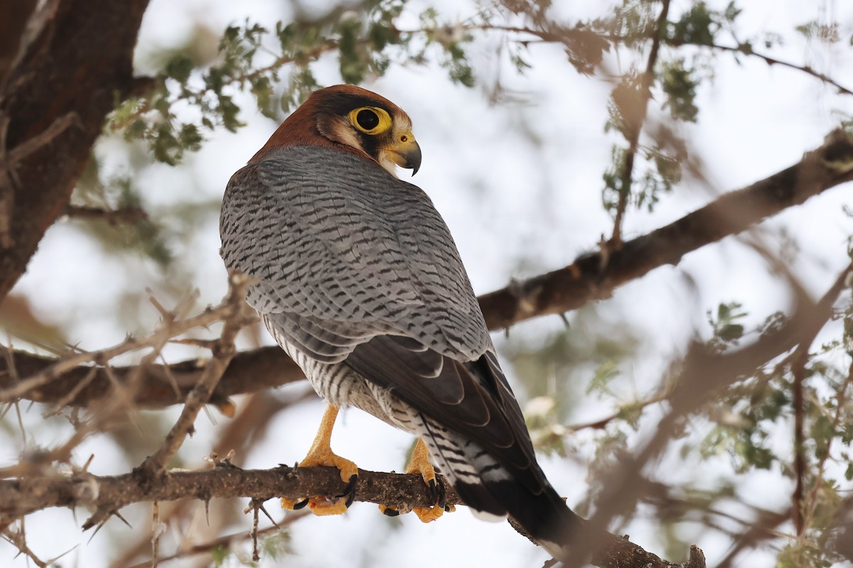 Red-necked Falcon - ML620376385
