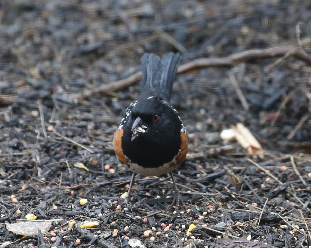 Spotted Towhee - ML620376399