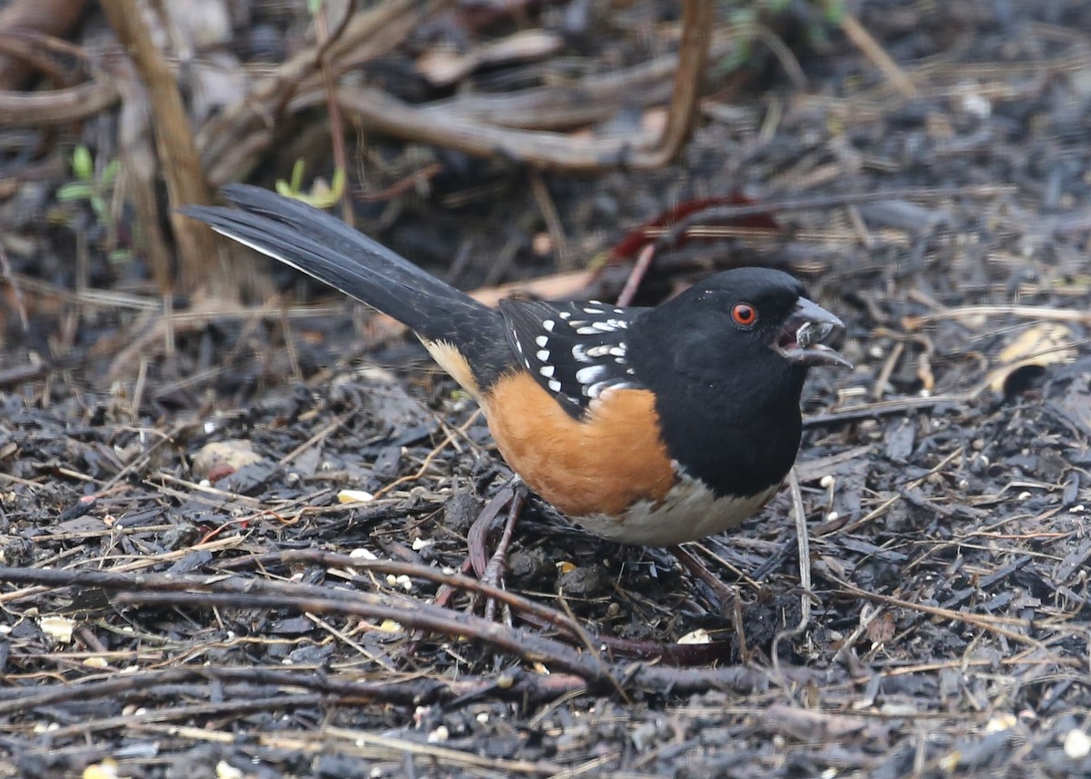 Spotted Towhee - ML620376400