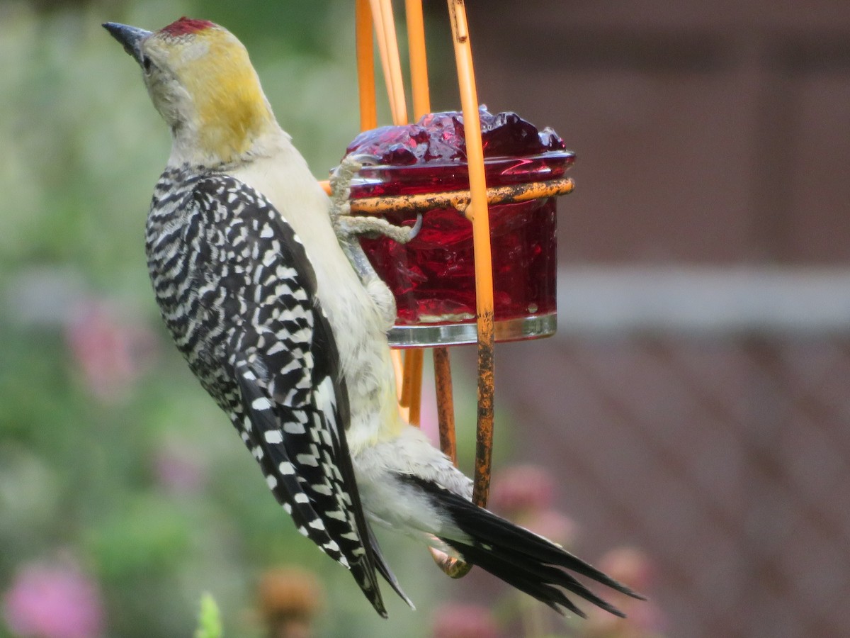Golden-fronted Woodpecker - ML620376417