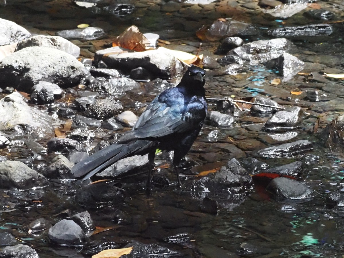Great-tailed Grackle - ML620376425