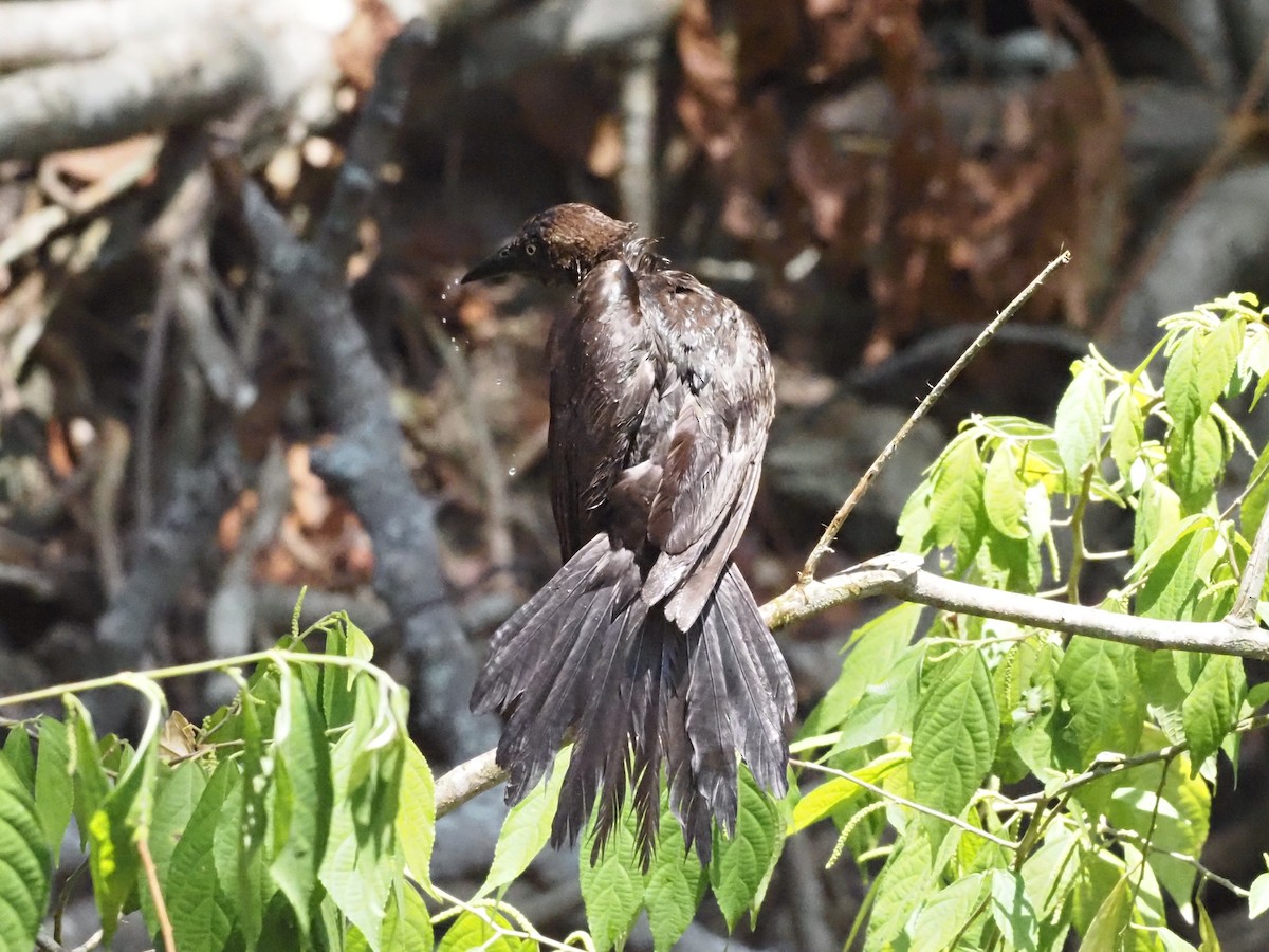 Great-tailed Grackle - ML620376428