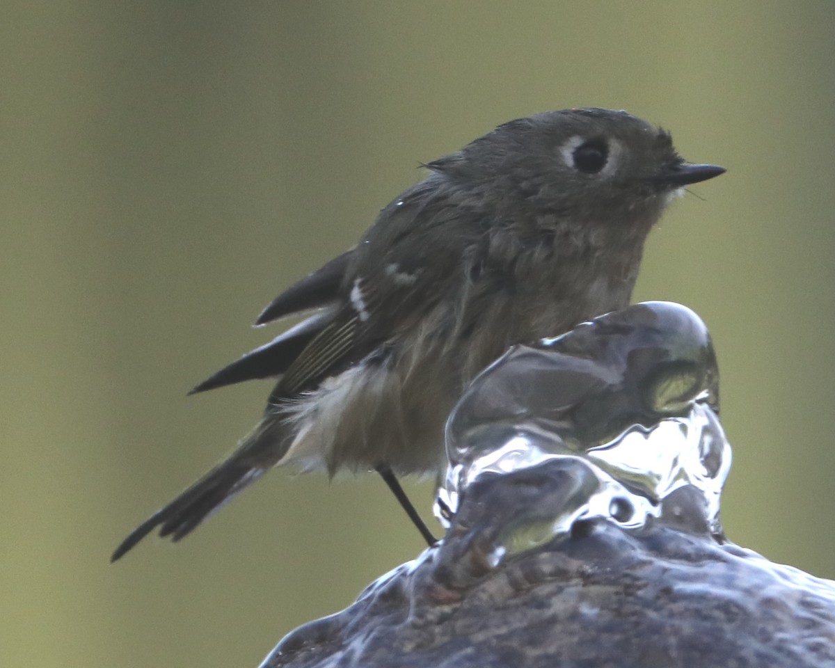 Ruby-crowned Kinglet - ML620376437