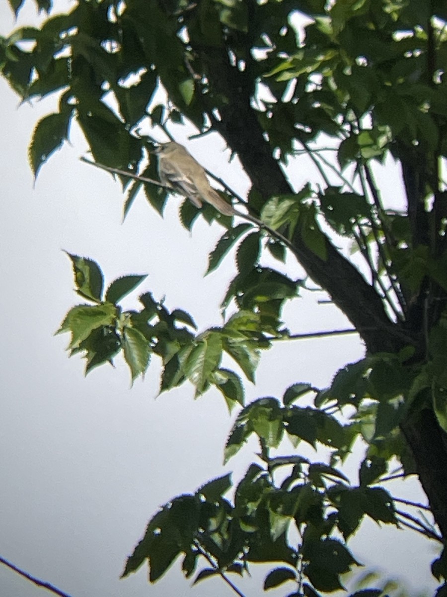 Willow Flycatcher - ML620376444