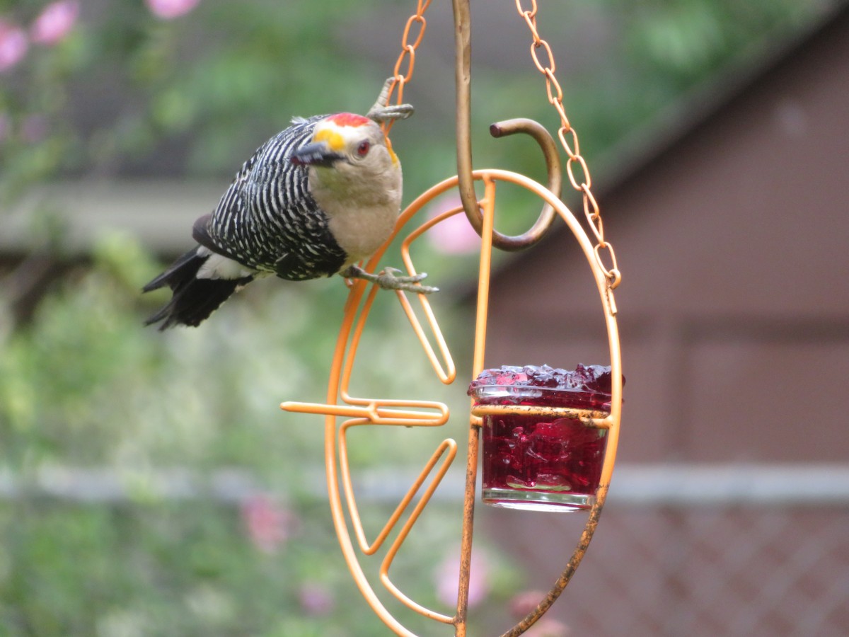 Golden-fronted Woodpecker - ML620376448