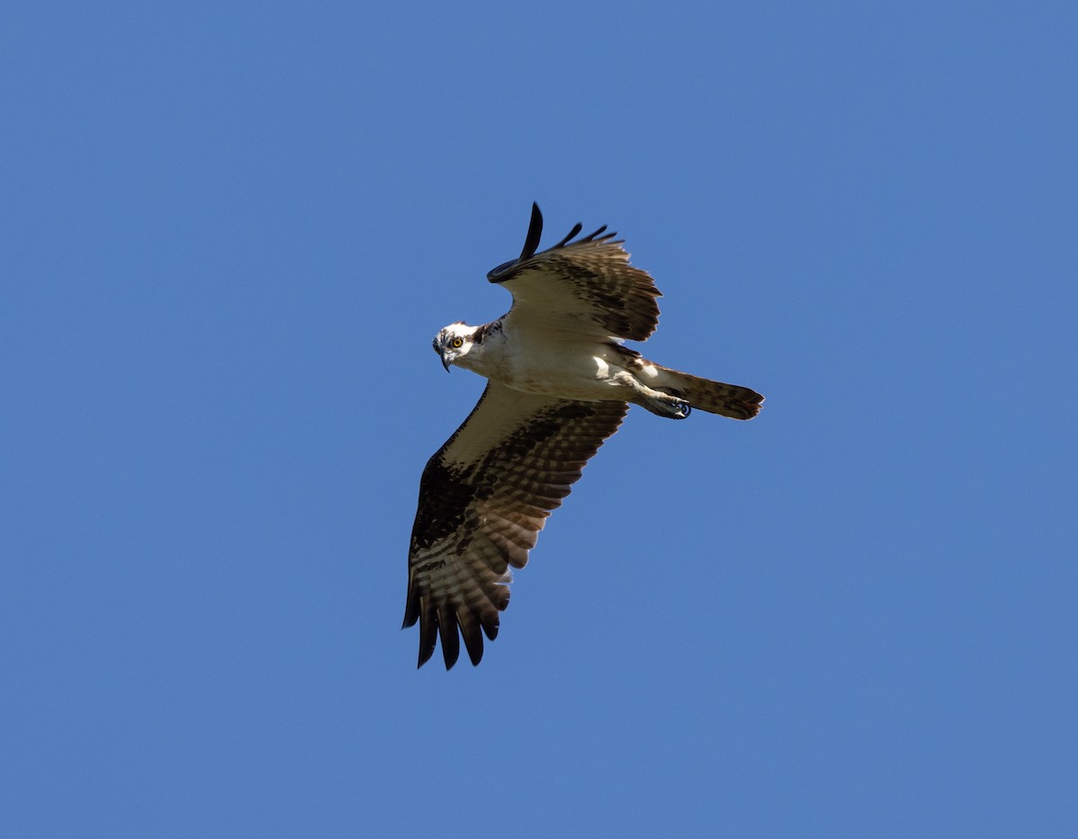 Águila Pescadora - ML620376452