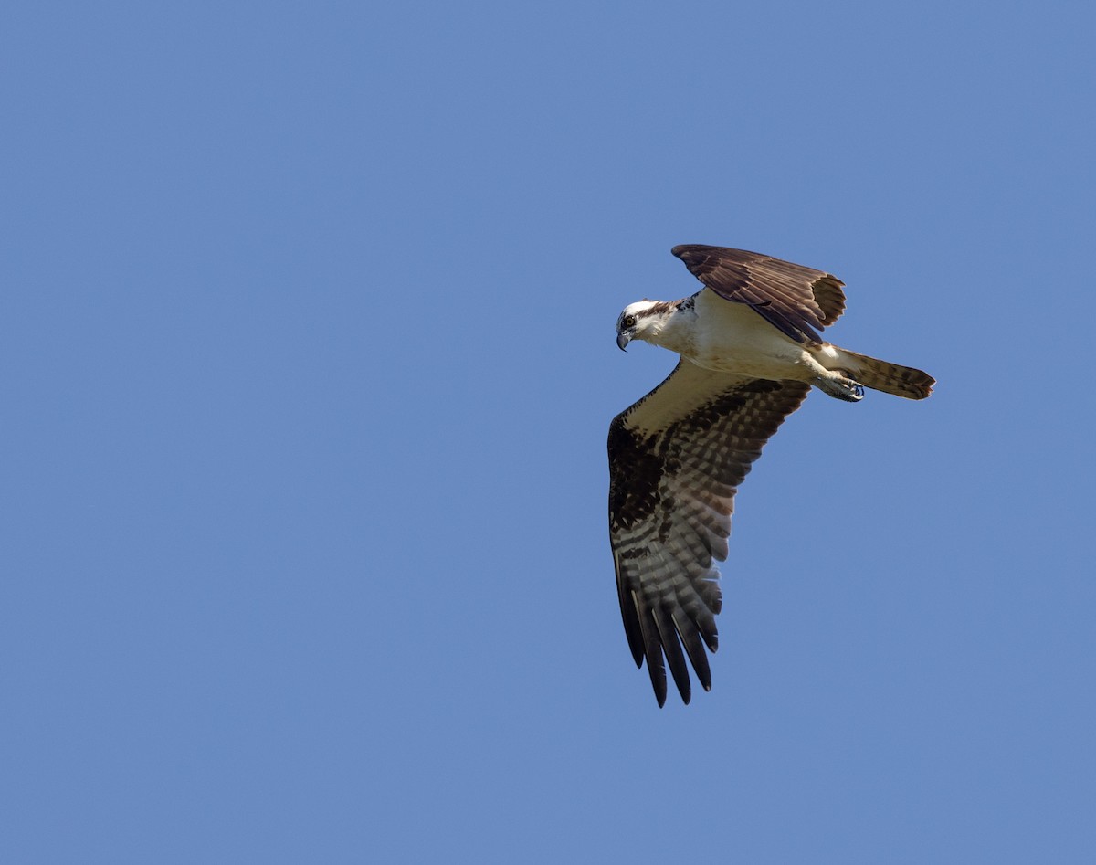 Águila Pescadora - ML620376453