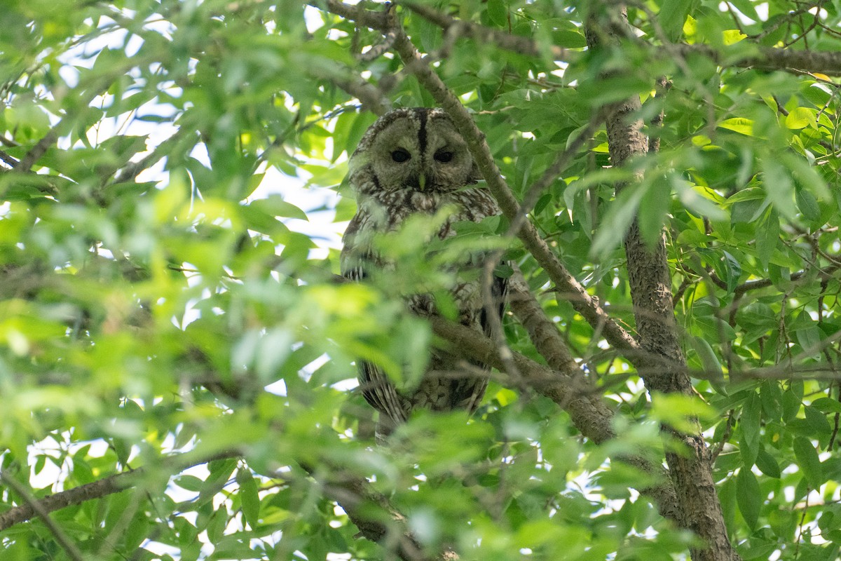 Himalayan Owl - ML620376455