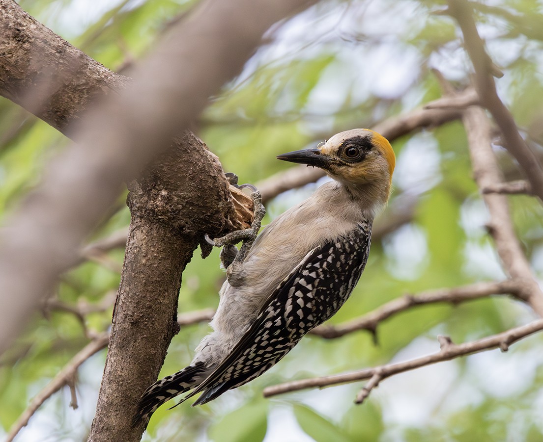 Golden-cheeked Woodpecker - ML620376459