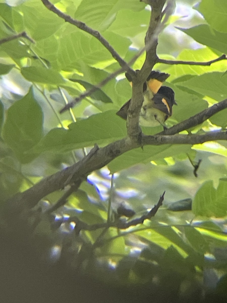 American Redstart - ML620376463