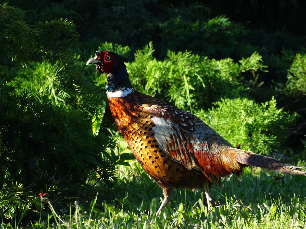 Ring-necked Pheasant - ML620376478
