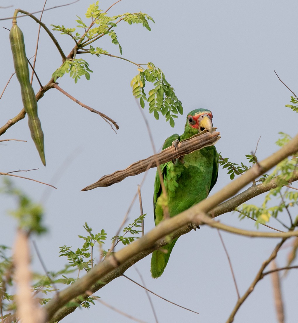 White-fronted Parrot - ML620376480