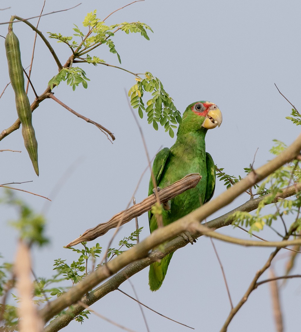 White-fronted Parrot - ML620376481