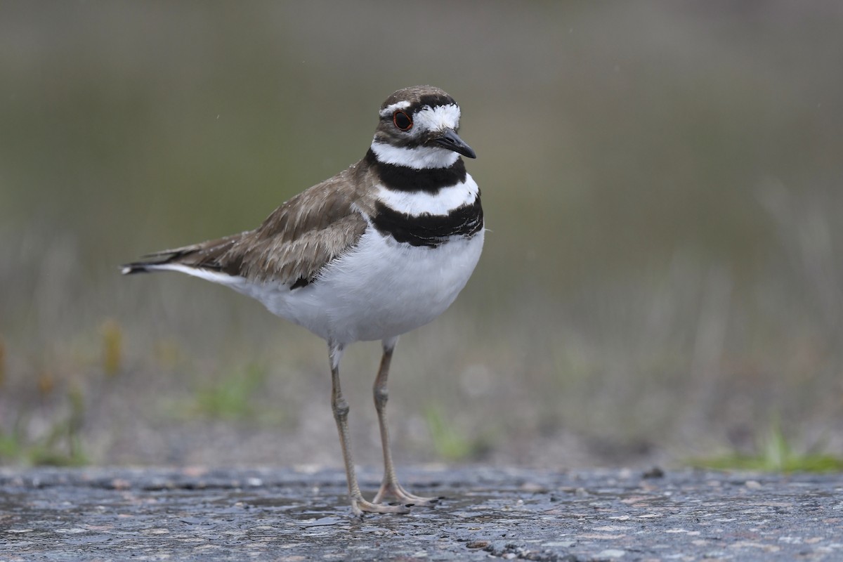 Killdeer - ML620376484