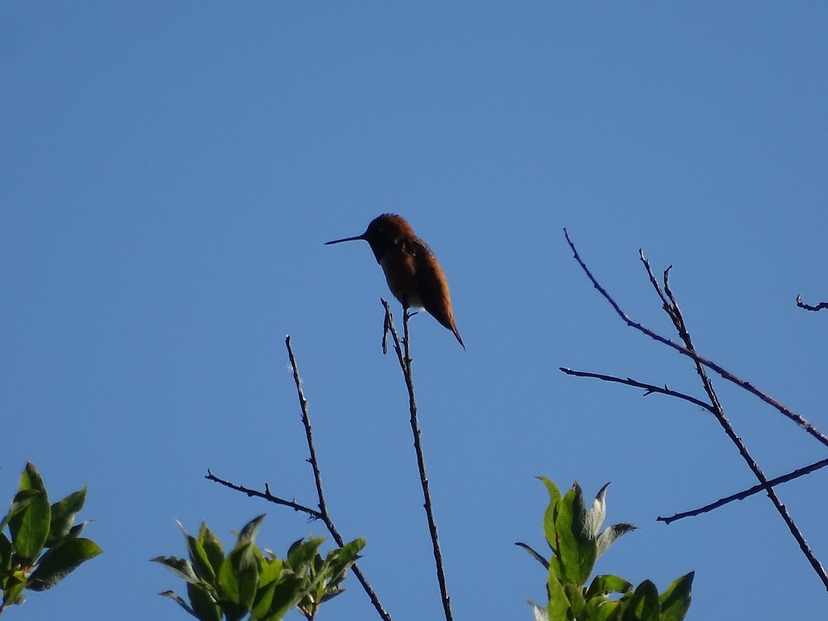 Rufous Hummingbird - ML620376488