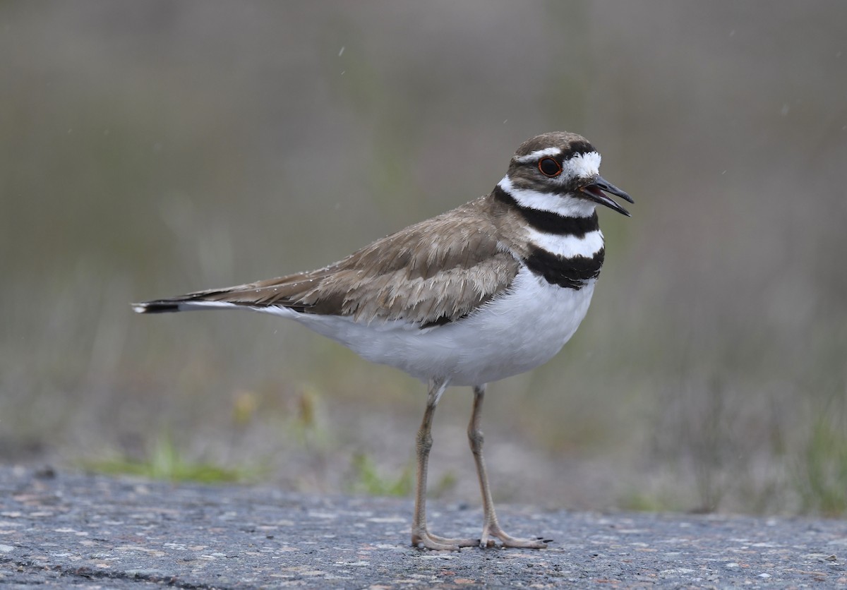 Killdeer - ML620376491