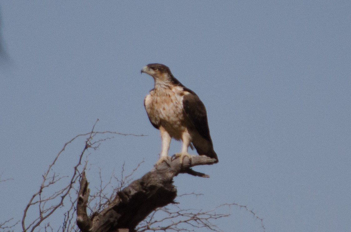 African Hawk-Eagle - ML620376492