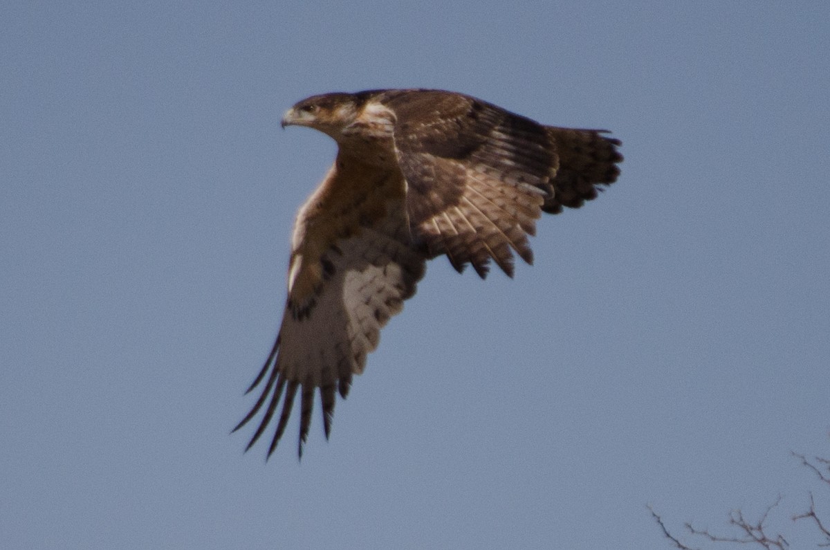 African Hawk-Eagle - ML620376493