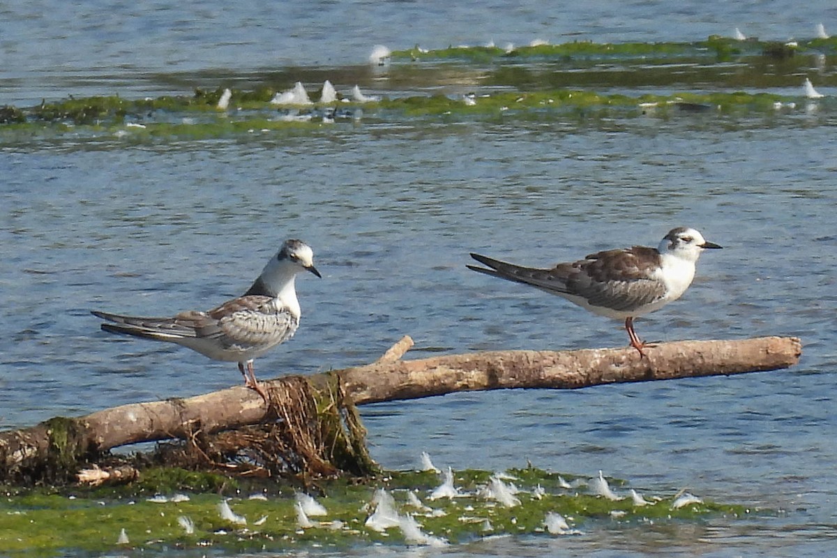 White-winged Tern - Wolfgang Henkes