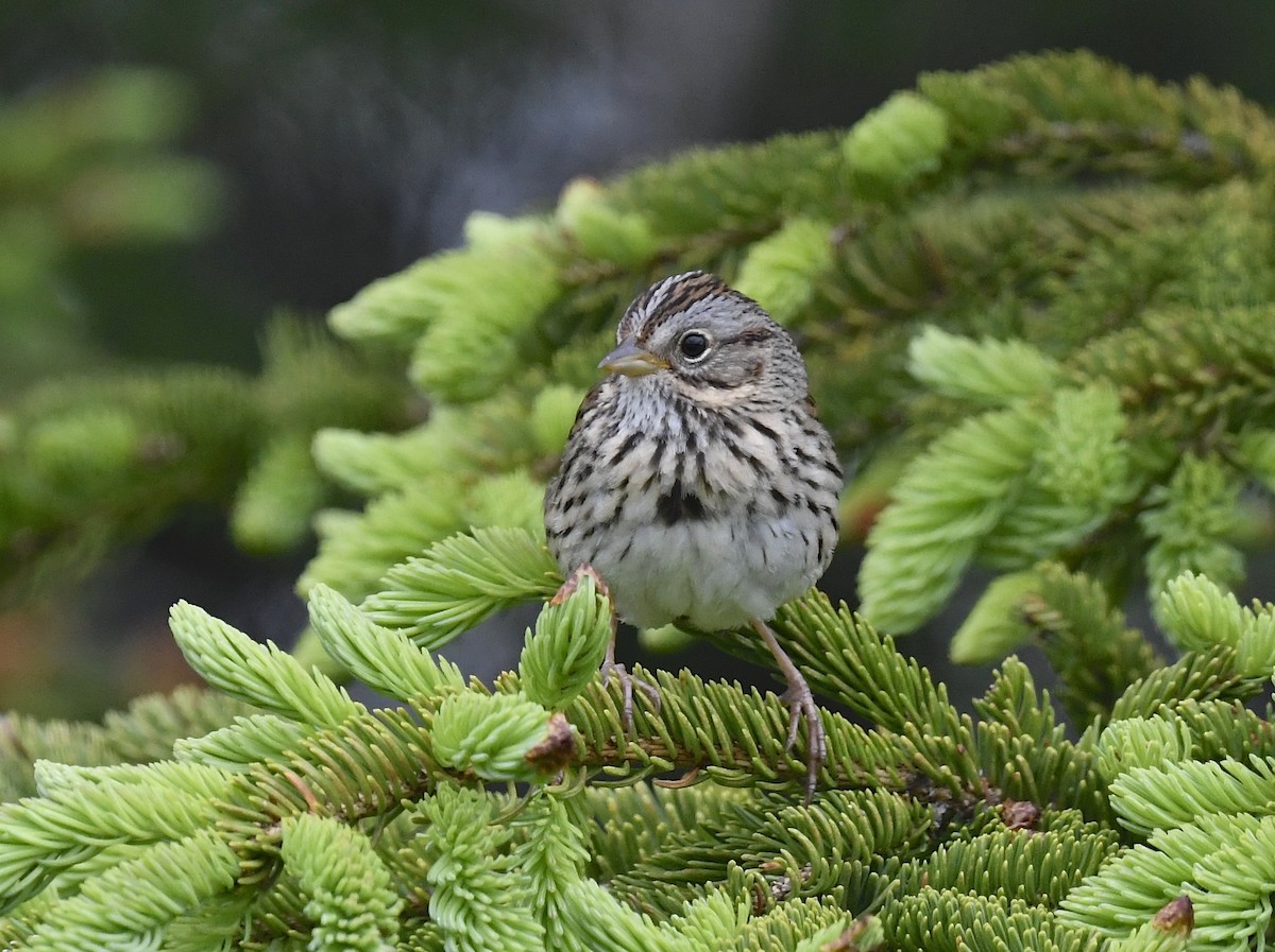 Lincoln's Sparrow - ML620376506