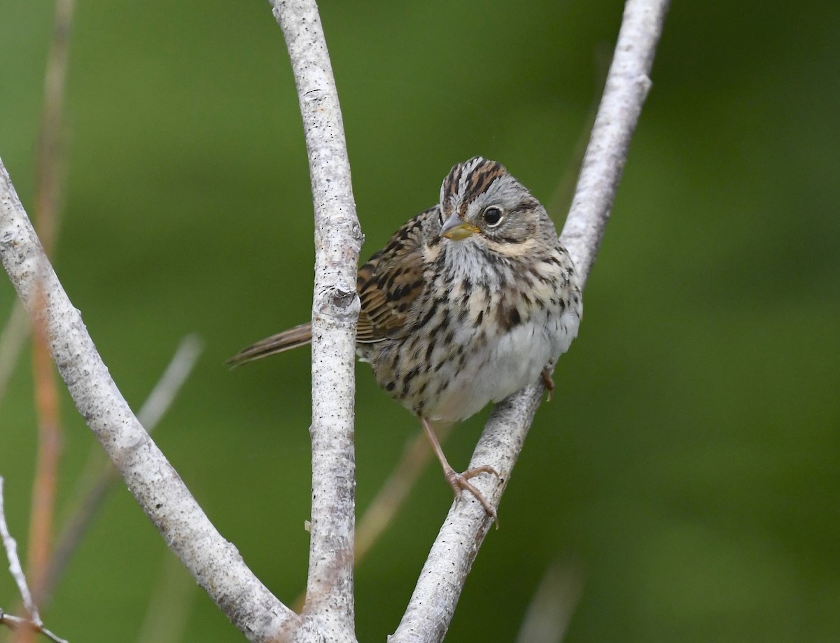 Lincoln's Sparrow - ML620376508