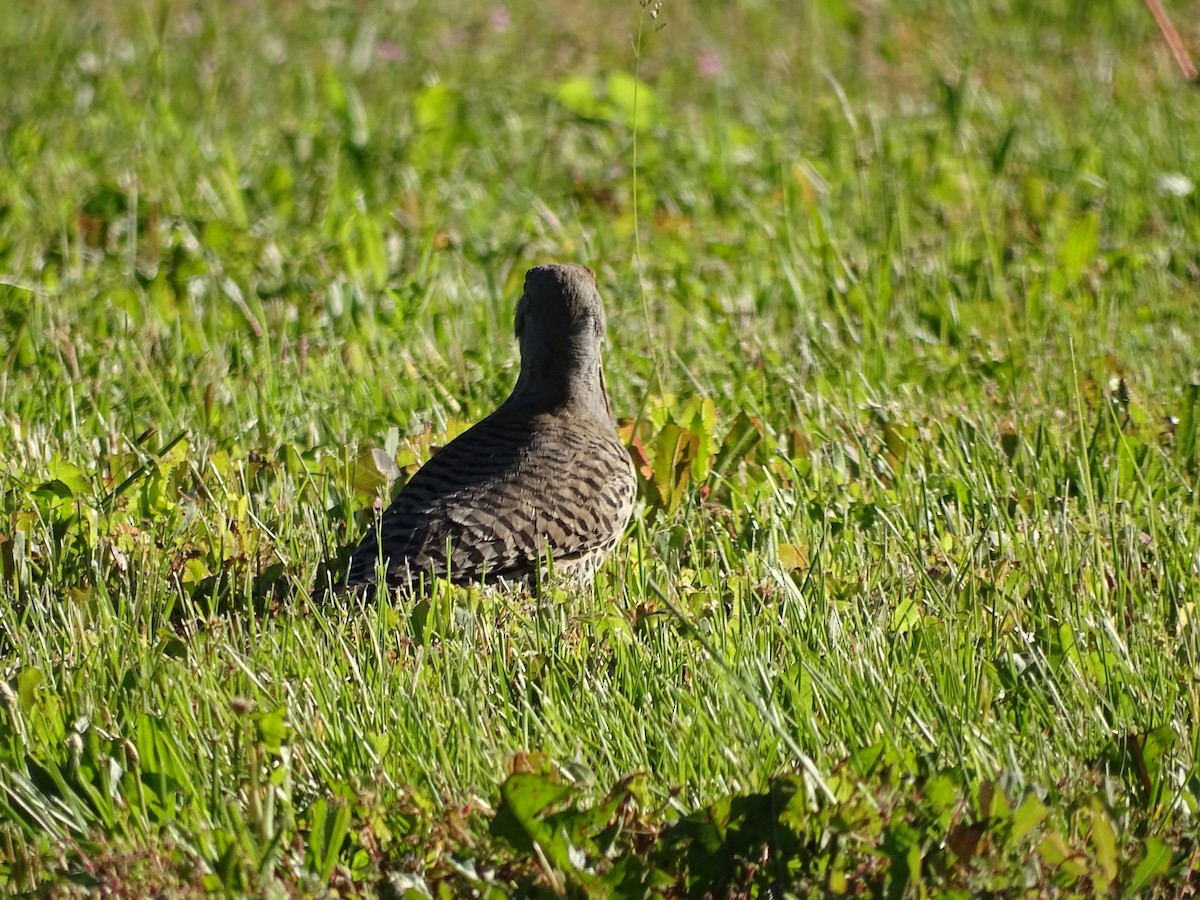 Northern Flicker - ML620376509