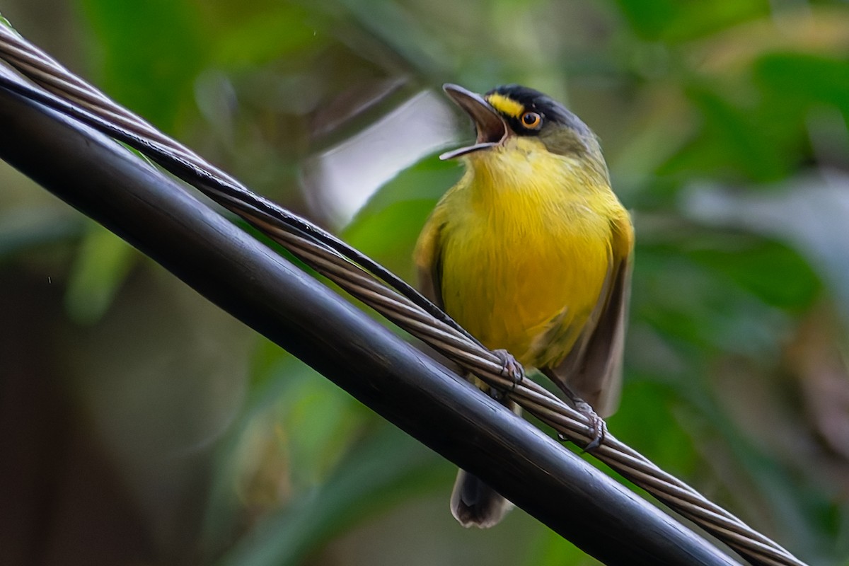 Gray-headed Tody-Flycatcher - ML620376511