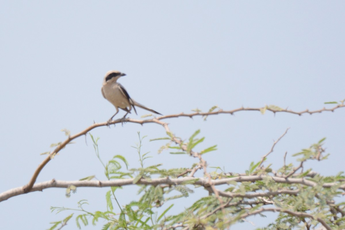 Great Gray Shrike (Arabian) - ML620376512