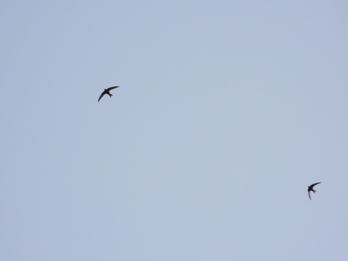 Common Swift - ML620376513