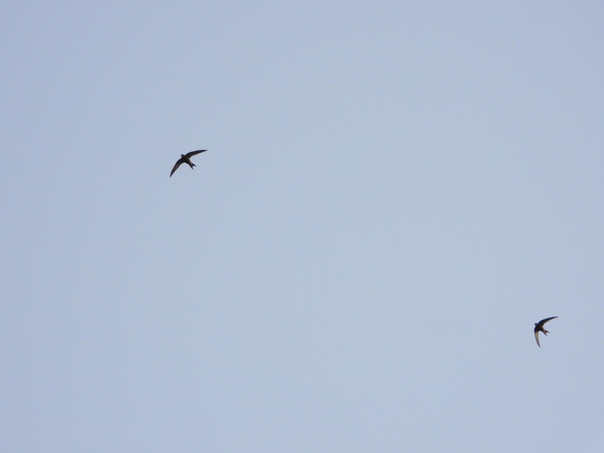 Common Swift - ML620376513