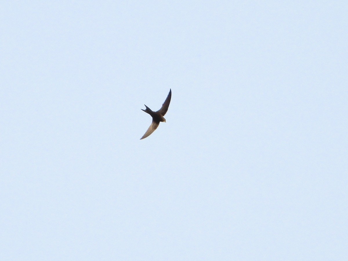 Common Swift - ML620376515