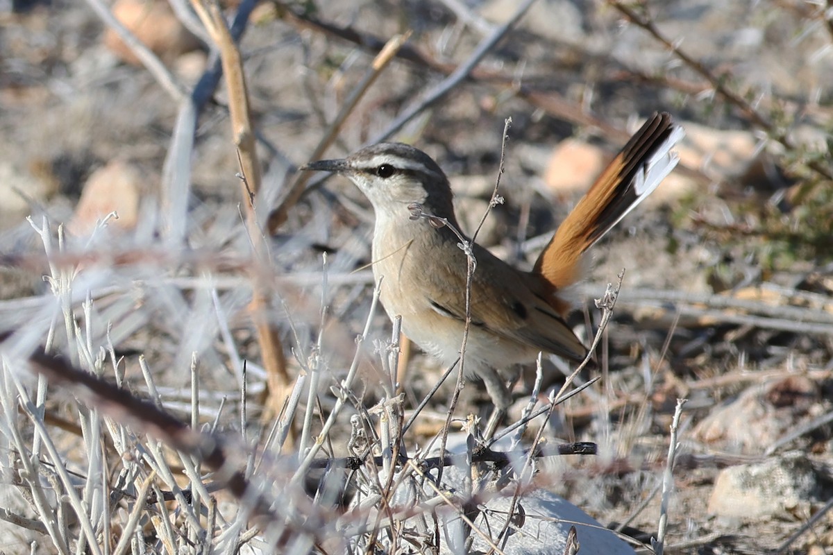 Agrobate du Kalahari - ML620376519