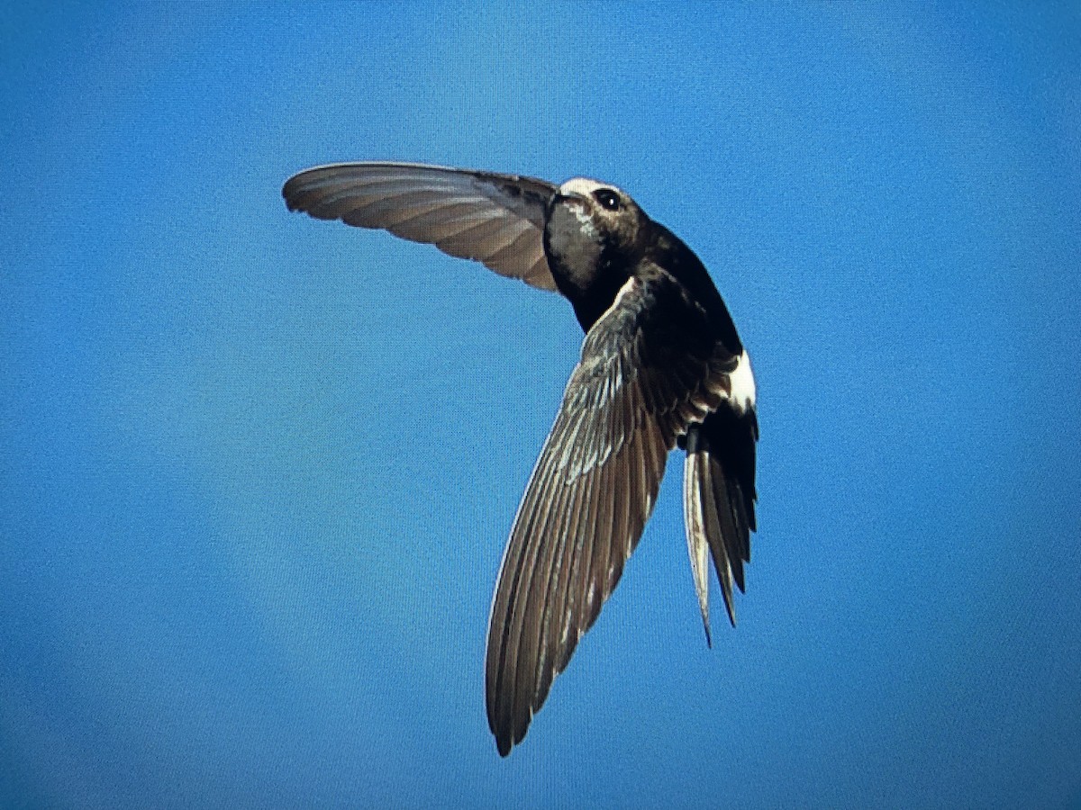 White-rumped Swift - ML620376527