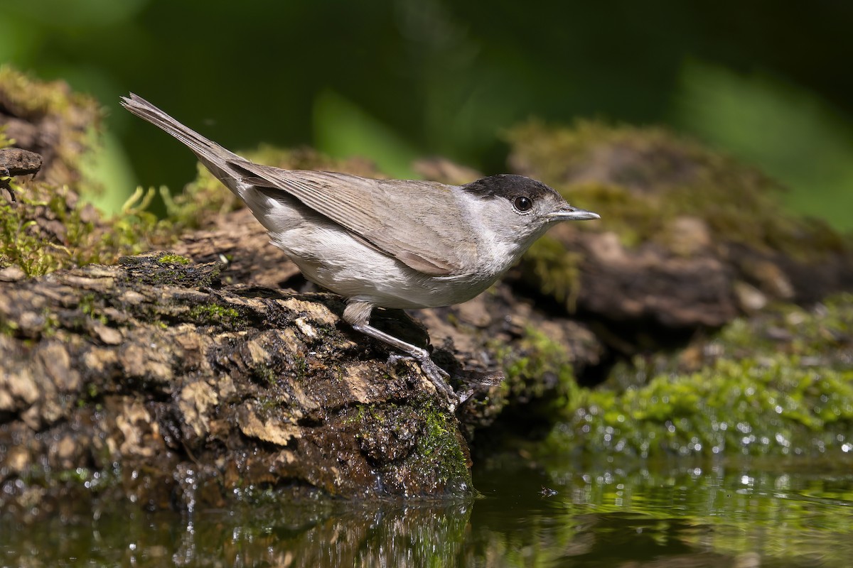 Eurasian Blackcap - ML620376528