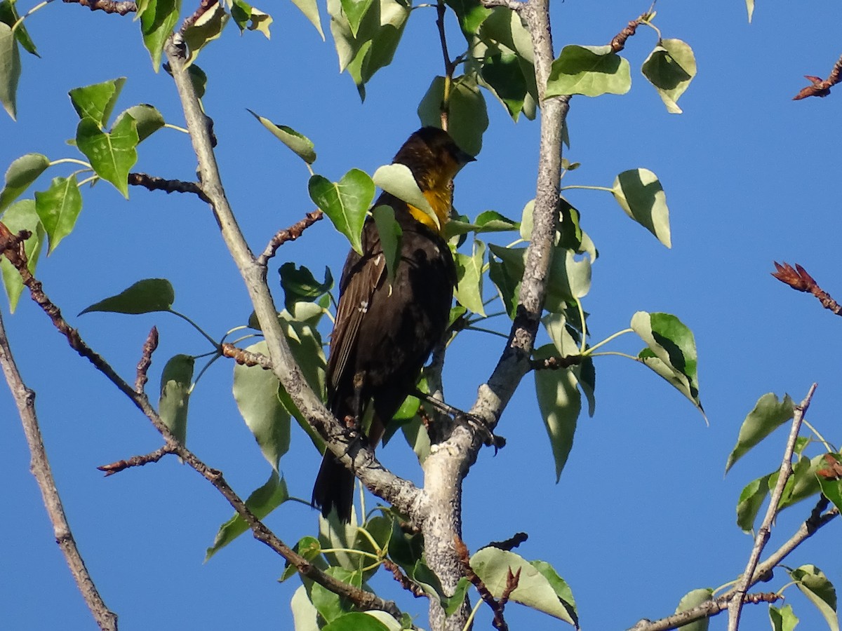 Yellow-headed Blackbird - ML620376530