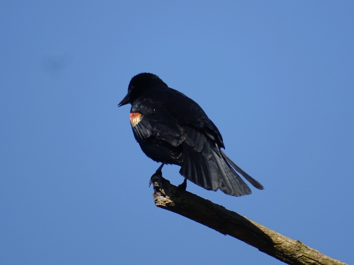 Red-winged Blackbird - ML620376547