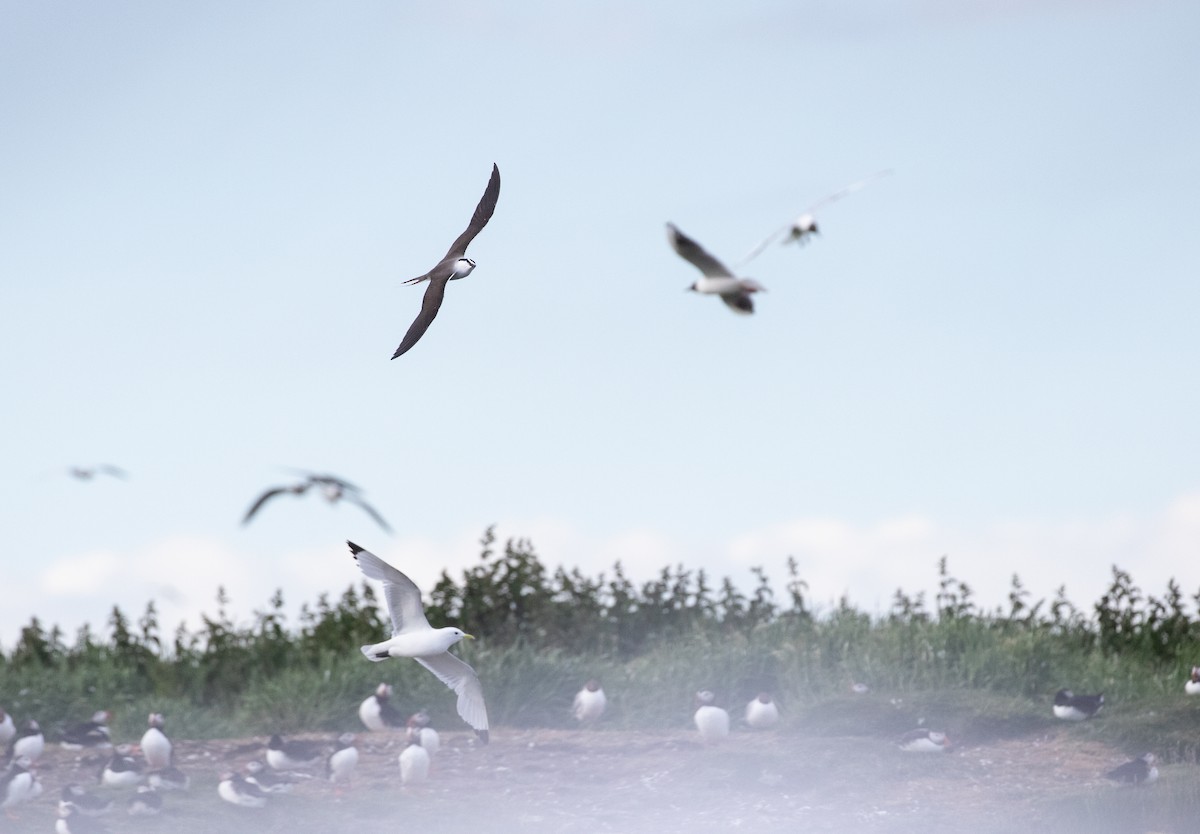 Bridled Tern - ML620376548