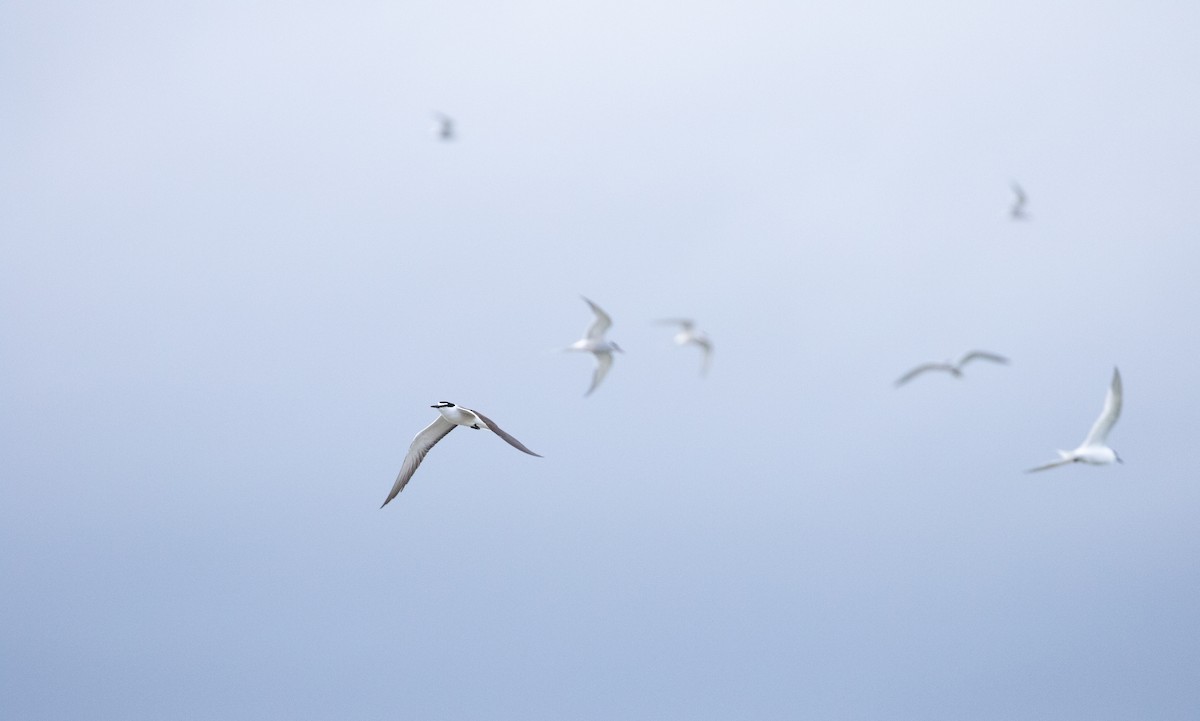 Bridled Tern - ML620376549