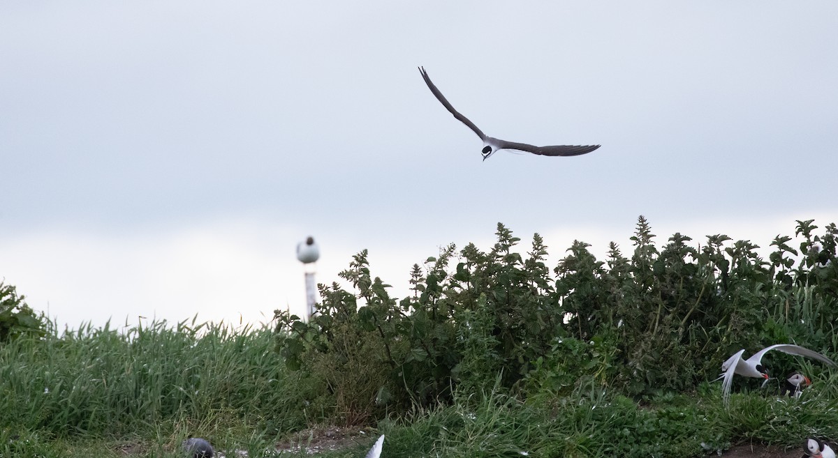 Bridled Tern - ML620376550