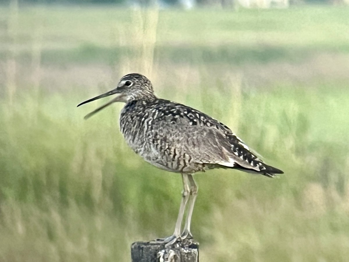 Willet - ML620376558